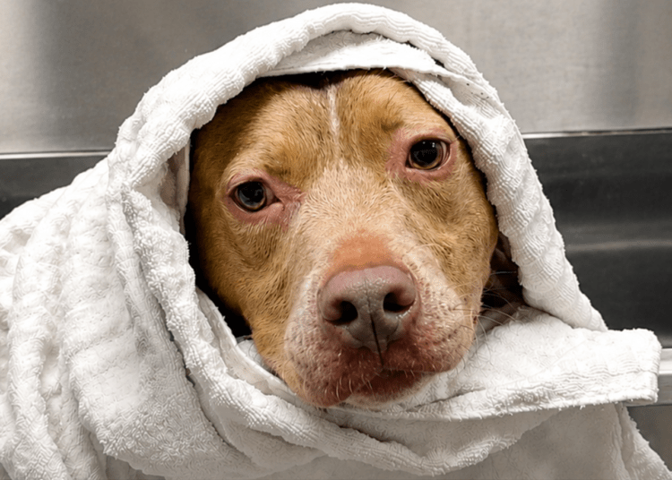 Shelter Dog Had 48 Hours to Live. Strangers Changed That.