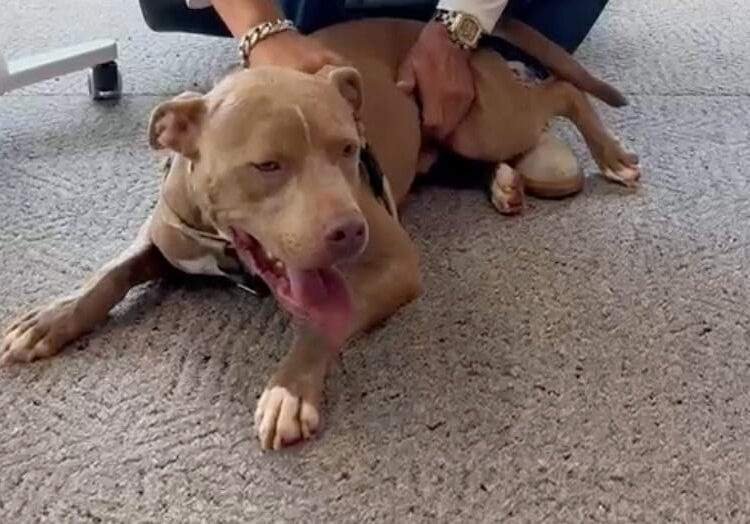 Shelter Dog Had 48 Hours to Live. Strangers Changed That.