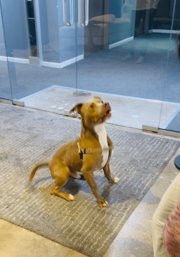 Shelter Dog Had 48 Hours to Live. Strangers Changed That.